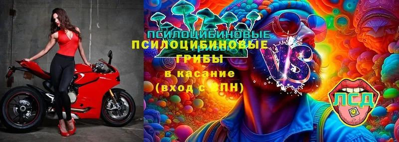 купить  цена  Неман  Псилоцибиновые грибы Psilocybine cubensis 